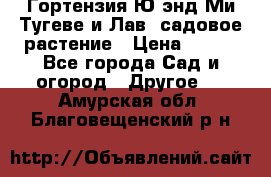 Гортензия Ю энд Ми Тугеве и Лав, садовое растение › Цена ­ 550 - Все города Сад и огород » Другое   . Амурская обл.,Благовещенский р-н